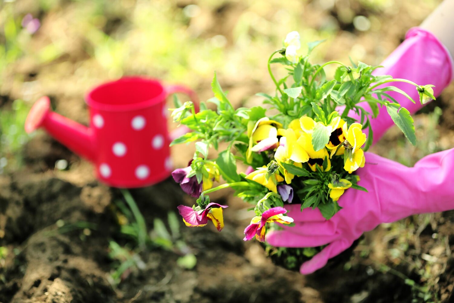 výsadba rastlín, záhradné rastliny, kvetinovej záhrada
