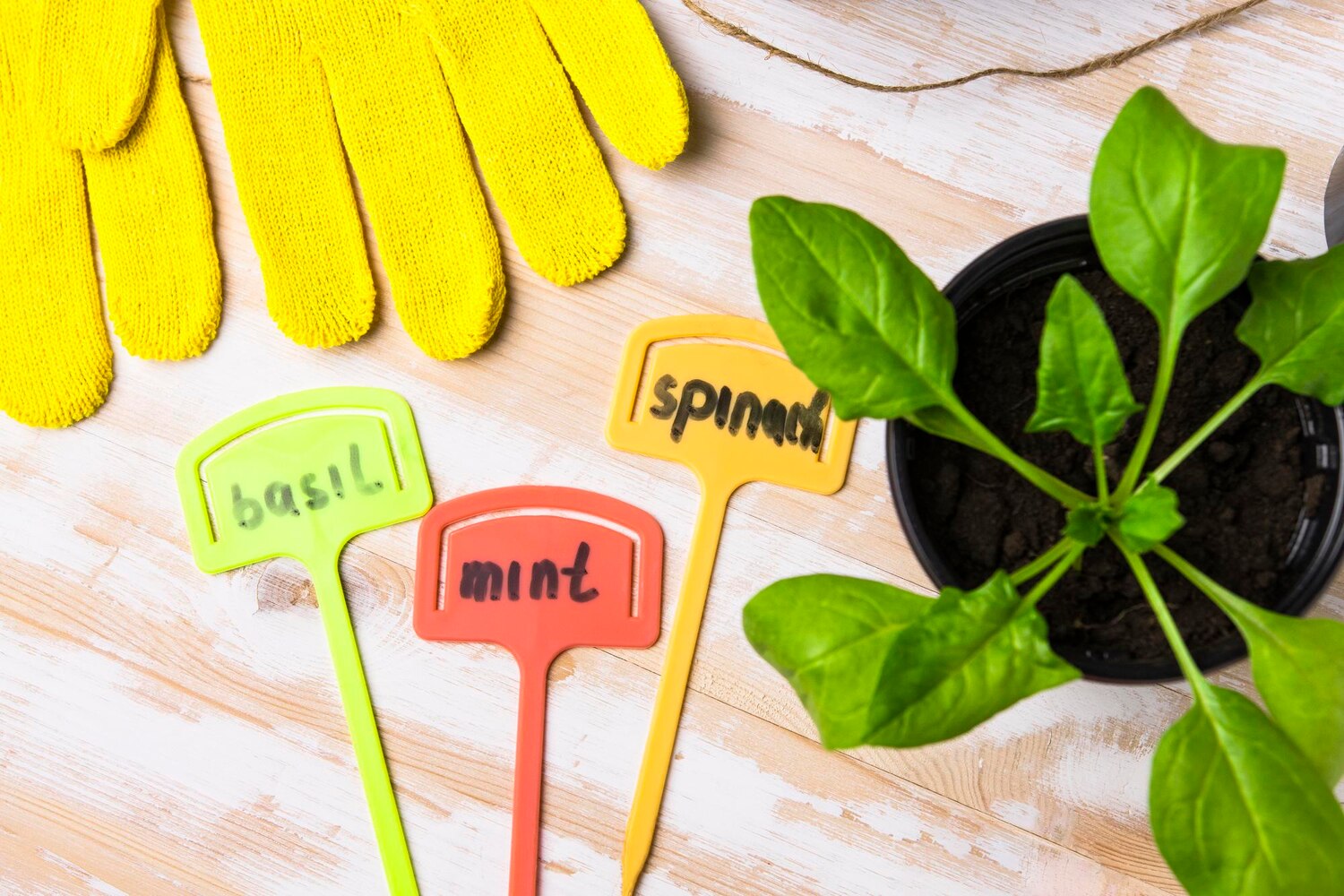 výber rastlín, záhradné rastliny, poradenstvo