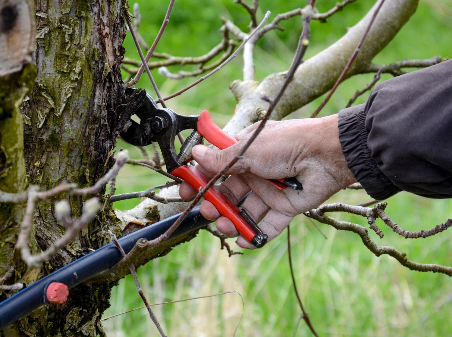 rez stromov, strihanie kríkov, záhradná údržba